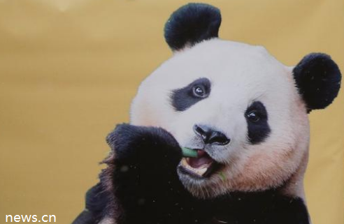 panda.png